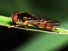 Comb-legged Sedgesitter thumbnail 4