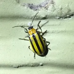 Striped Cucumber Beetle thumbnail 3