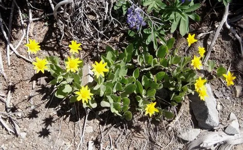 sticky leaf arnica