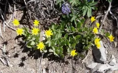 sticky leaf arnica thumbnail 1
