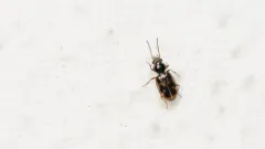 Bembidion affine thumbnail 4