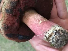 Boletus carminiporus thumbnail 2