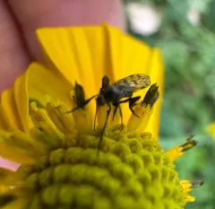 Empis clausa thumbnail 4