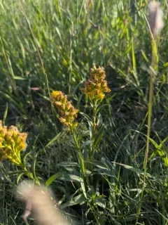 Sticky Goldenrod thumbnail 4