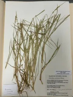 Prairie Cupgrass thumbnail 3