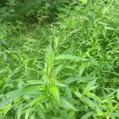 Dotted Smartweed thumbnail 5