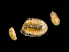 Griffen's isopod thumbnail 4