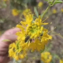 yellow beeplant thumbnail 4