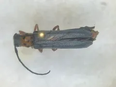 Cottonwood Twig Borer thumbnail 3