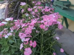 Cheddar Pink thumbnail 1
