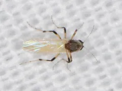 Bezzia nobilis thumbnail 2