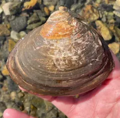Arctic Surfclam thumbnail 4