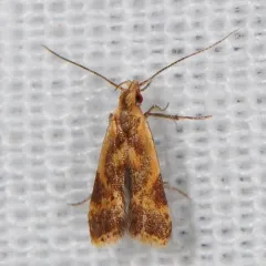Least Dichomeris Moth thumbnail 2