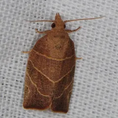 Three-lined Leafroller Moth thumbnail 2