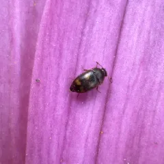 Four-spotted Hairy Fungus Beetle thumbnail 4
