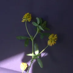 large hop clover thumbnail 3