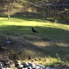 American Crow thumbnail 3