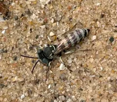 Microbembex monodonta thumbnail 4