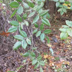 multiflora rose thumbnail 3