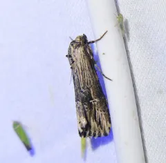 Verbena Moth thumbnail 4