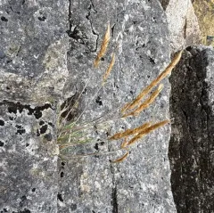spike trisetum thumbnail 1