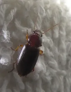 Ophonus puncticeps thumbnail 2