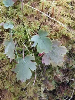 gooseberry-leaf alumroot thumbnail 3