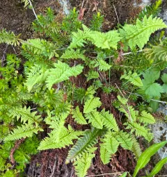 American Alpine Lady Fern thumbnail 4