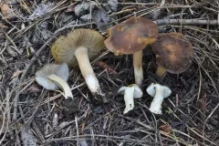 Inocybe monticola thumbnail 1