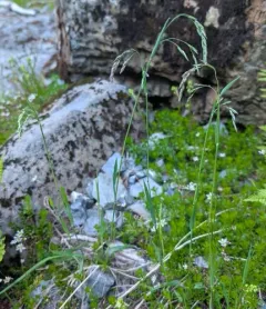 Mountain Hairgrass thumbnail 1