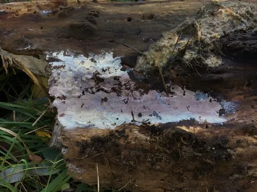 Hyphoderma subtestaceum