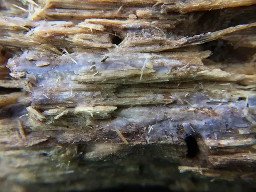 Myxarium podlachicum