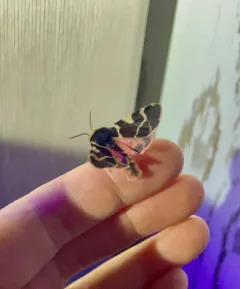 Bruce's tiger moth thumbnail 3