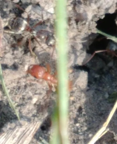 Broad-headed Amazon Ant