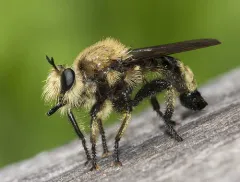Laphria astur thumbnail 4