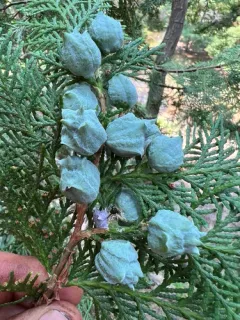 Chinese arborvitae thumbnail 4