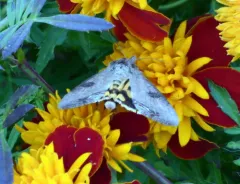 Hypocala Moth thumbnail 4