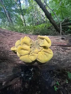 Entonaema liquescens thumbnail 2