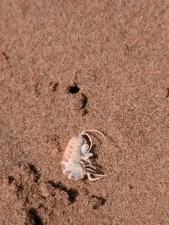 Common Atlantic Sandhopper thumbnail 4