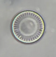 Stephanocyclus meneghinianus thumbnail 4