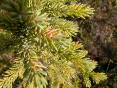 Spruce-Labrador tea needle rust thumbnail 4