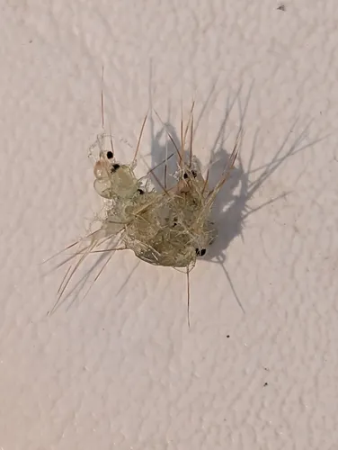 Spiny Waterflea