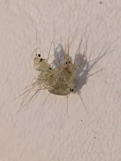 Spiny Waterflea thumbnail 1