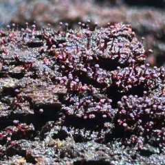 Cribraria purpurea thumbnail 4