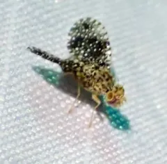 Xanthomyia platyptera thumbnail 2