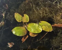 Spotted Pondweed thumbnail 4