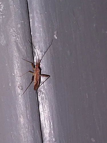 Phytocoris lasiomerus