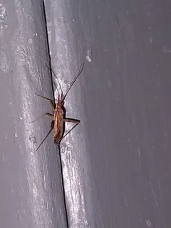 Phytocoris lasiomerus thumbnail 1