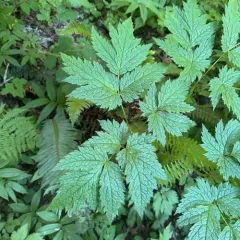 Mount Hood baneberry thumbnail 4