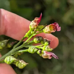 California beeplant thumbnail 4